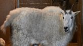 Twin baby Mountain Goats born at Cheyenne Mountain Zoo