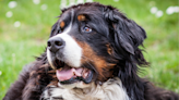 Bernese Mountain Dog Is the Absolute Best Helper to Newborn Sister