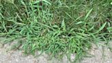 How to Stop Crabgrass From Taking Over Your Lawn