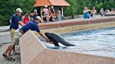 Kiska, 'The World's Loneliest' Orca Whale, Dies at Canada's Marineland Amusement Park