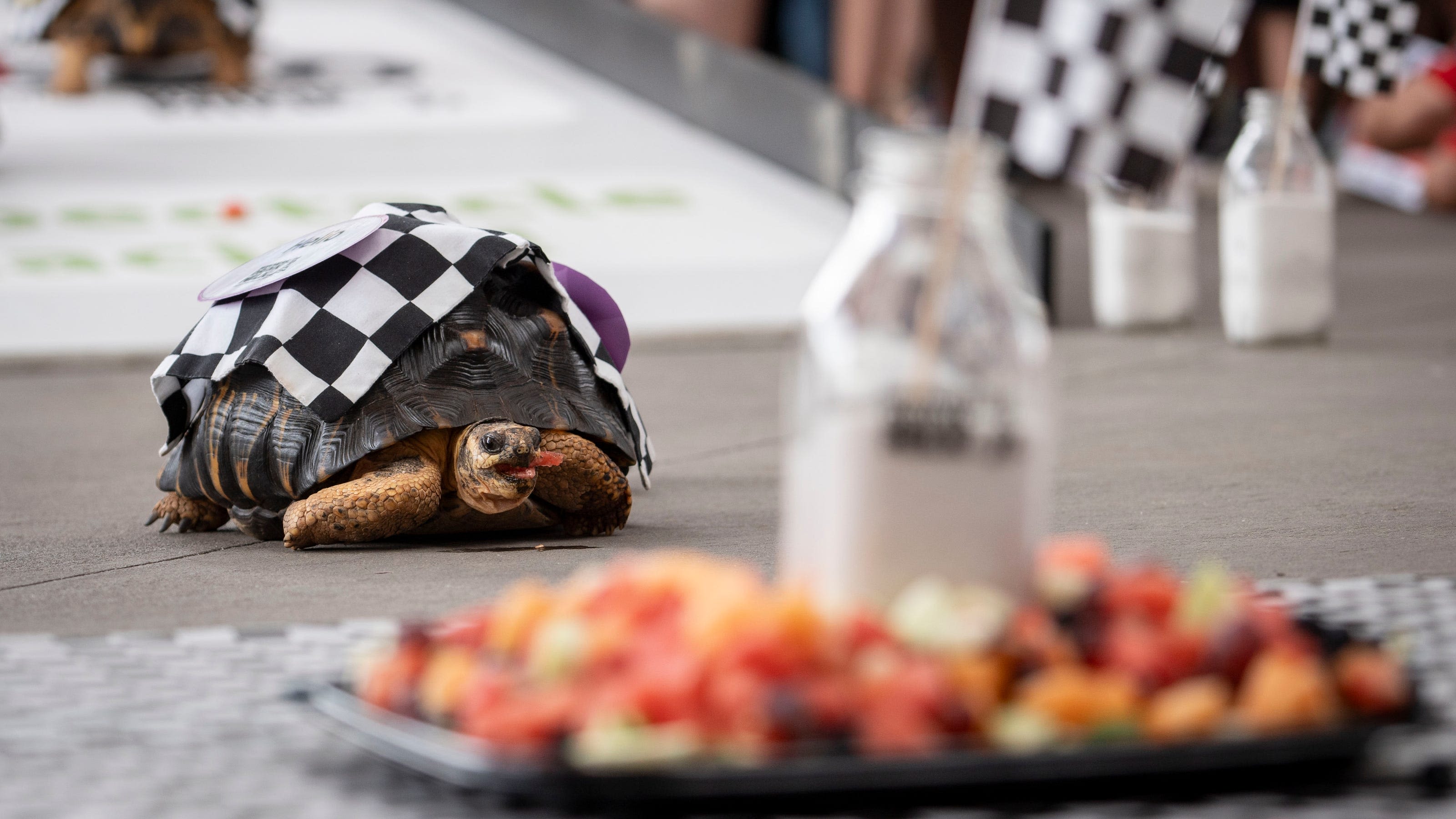 Tortoise Helio takes the win in the 45th Zoopolis 500