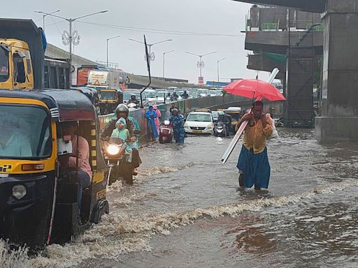 As Mumbai floods again, a reminder of the need to protect mangroves