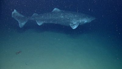 Greenland sharks can live for over 250 years, and scientists think their anti-aging secrets may help humans live longer