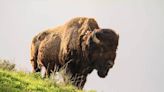 Idaho Falls man kicks Yellowstone bison and goes to jail, say park officials - East Idaho News