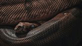 New Fossil Reveals Prehistoric Snake Social Behavior