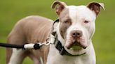 Blackpool: Woman attacked by suspected XL bully dog