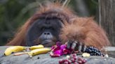 Un orangután, el primer animal al que ven usar una planta para curarse