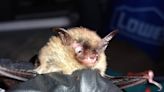 Fungus brings bat species to brink of extinction, feds say. Others could be next