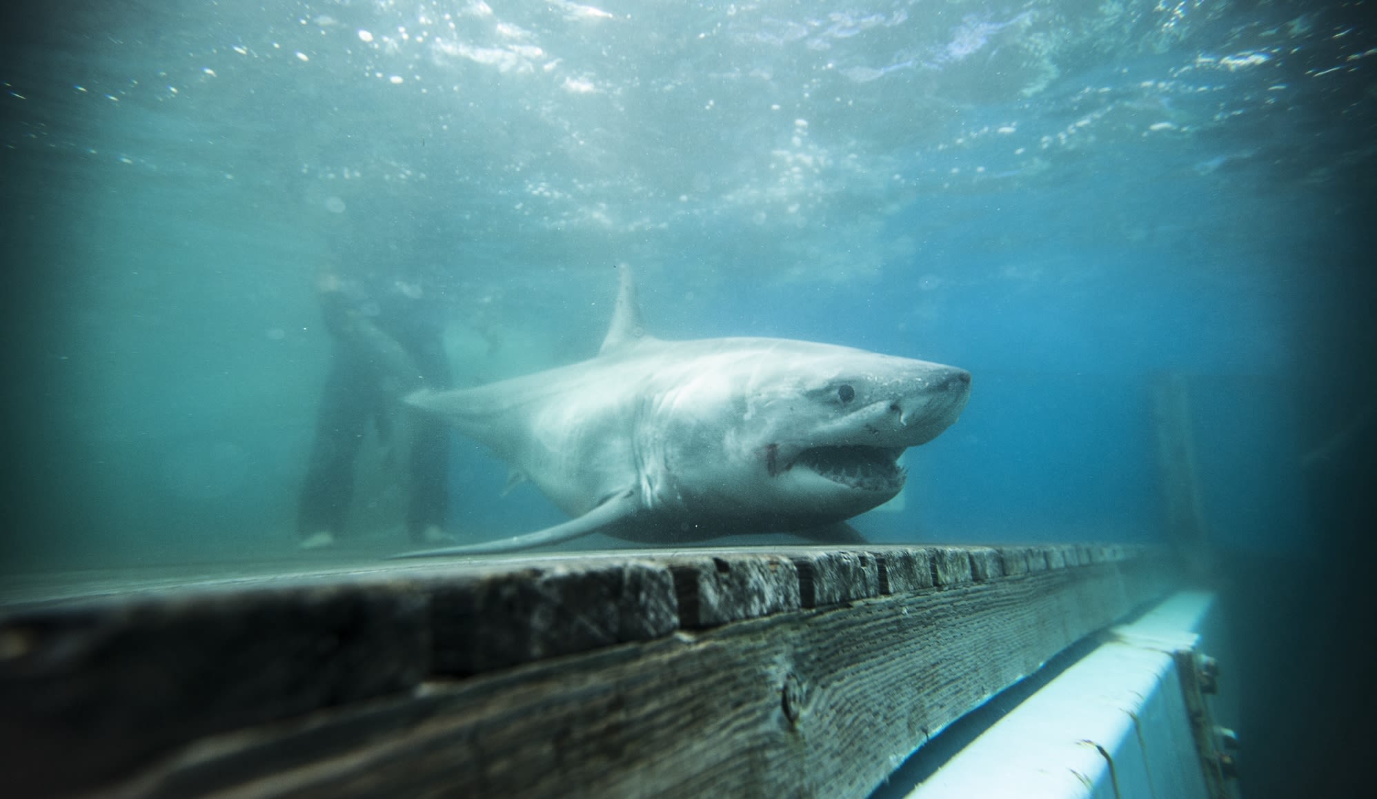 Sharks do way better predicting hurricanes than TV weather folk