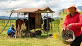 Productores de leche lanzan alerta por fuerte crisis en el mercado: "Ya no es rentable"