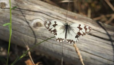 No es un bulo; hay casi tantas especies de mariposas en Los Carriles de Alcobendas como en todo Reino Unido