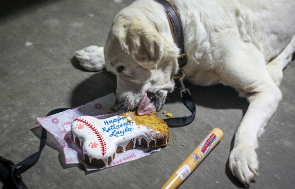 Clearwater Threshers bat dog, Layla, retires after six years of service