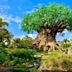 Disney's Animal Kingdom