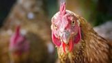 British Village Invaded by Massive Flock of Feral Chickens | Newsradio 600 KOGO | Coast to Coast AM with George Noory