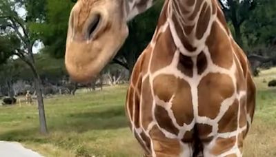 Giraffe drags toddler from inside car at safari park