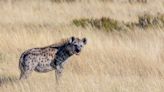 Desperate villagers drive cattle into Zimbabwe’s Matopos National Park