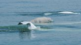 Baby belugas: Calves born in St. Lawrence this summer mean it's a critical boating safety period