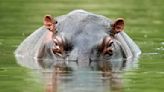 2-year-old boy rescued after being "swallowed" by hippo, Uganda police say