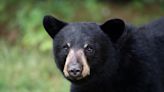 PA Game Commission now accepting bear ‘paw-traits’ for wildlife design competition