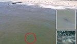 Shark sightings shut down NYC beach as drone video shows predators lurking below surface