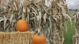 Pumpkin patches to visit in the Beaver Valley