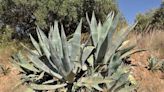 Levedura geneticamente modificada permite converter agave em etanol