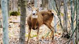 Offences during northwestern Ont. deer hunt net men $9,500 in fines