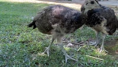 Donations help beloved Peafowls repopulate at Las Vegas Valley park