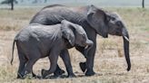 Estudio demuestra que los elefantes utilizan nombres para comunicarse