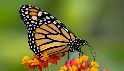 Opinion: The distance to our desires: On butterflies, Argentina and personal metamorphosis