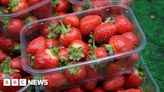 Strawberry harvest delayed by two weeks, Kent farmer says