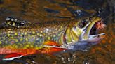 The Copper John nymph is all the rage in fly fishing for trout