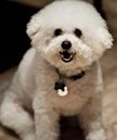 Bichon