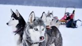 Krabloonik Senior Huskies Wait as Adoption Stalls