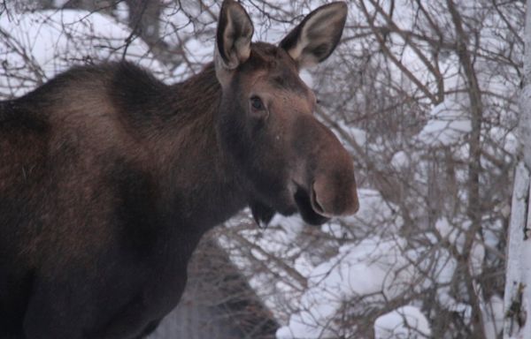 Moose Kills Man Attempting to Take Photos of Her Calves