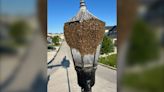 ‘It looks scary, but they’re harmless’: Bees removed from Winnipeg street light