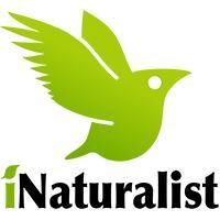 iNaturalist