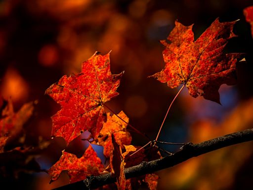 Four spots near Bloomington to go leaf peeping this autumn