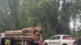 Juzgado deja en libertad a detenidos por caso de supuesta tala ilegal en Manzanillo | Teletica