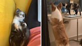 Couple with two dogs adopt a cat—she's immediately accepted into the pack