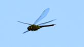 Are you tired of being attacked by bloodthirsty mosquitoes? Try creating a dragonfly garden.