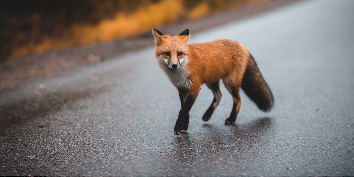 Animal control reports first confirmed case of rabies in fox in Lincoln