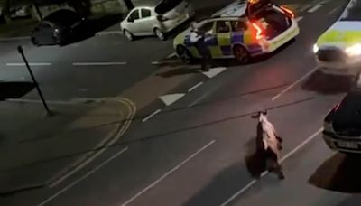 Fury grows at Surrey police who brutally RAMMED calf with squad car