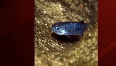 Concerns for world’s rarest fish in Nye County amid mining proposal