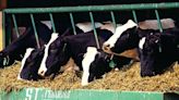 Iowa dairy farm altered construction plans without spill protection, DNR says