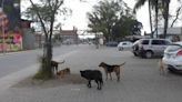 Harán un registro de perros en Concepción