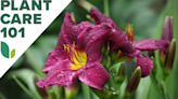 How to Grow Daylilies