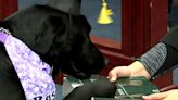 Basil swears in as Ingham County’s canine court advocate