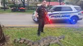 Alligator found walking around Florida neighborhood