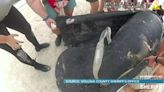 Stranded manatee rescued from Ponce Inlet beach